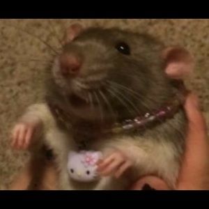 Meet your Posher, Bunny